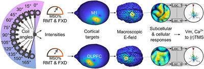 Dosing Transcranial Magnetic Stimulation of the Primary Motor and Dorsolateral Prefrontal Cortices With Multi-Scale Modeling